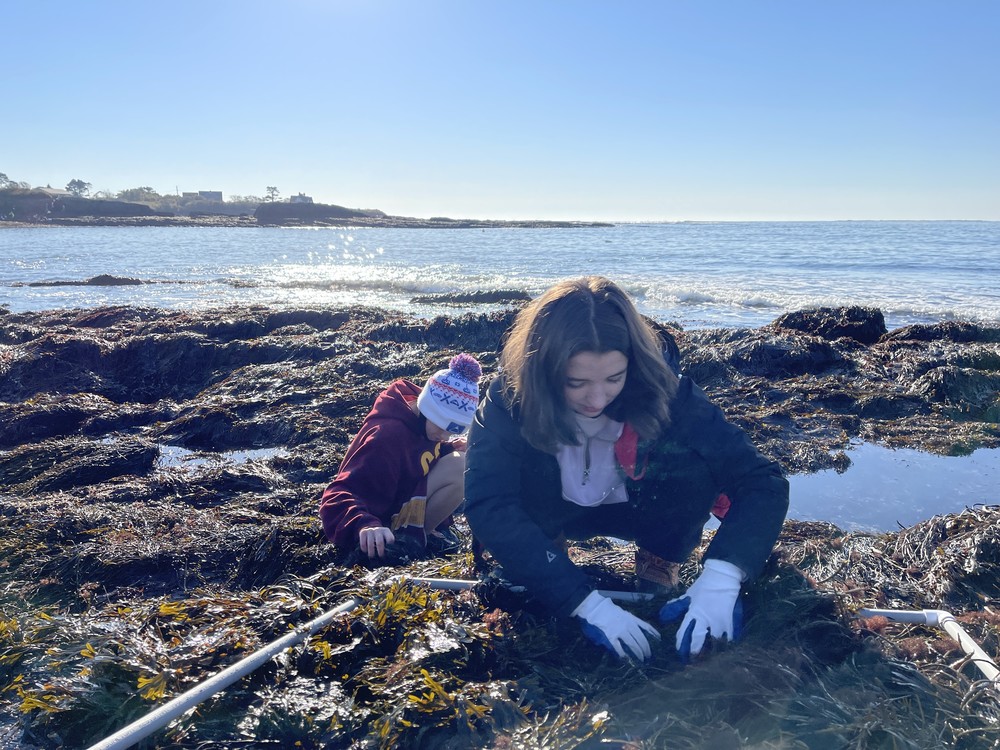 Students searching the seaweed
