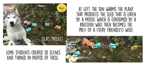 Food Chains & Webs